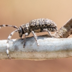 Ancita australis (Longicorn or longhorn beetle) at Lower Molonglo - 22 Jan 2020 by SWishart