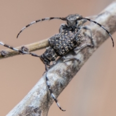 Ancita sp. (genus) at Stromlo, ACT - 22 Jan 2020