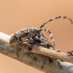 Ancita sp. (genus) at Stromlo, ACT - 22 Jan 2020