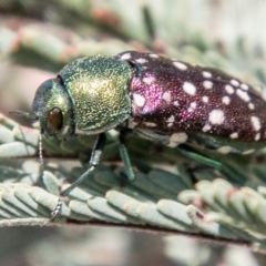 Diphucrania leucosticta (White-flecked acacia jewel beetle) at Stromlo, ACT - 22 Jan 2020 by SWishart