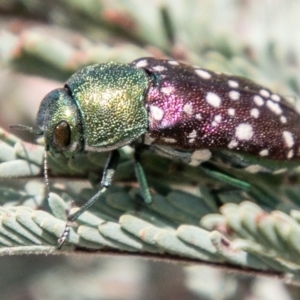 Diphucrania leucosticta at Stromlo, ACT - 22 Jan 2020