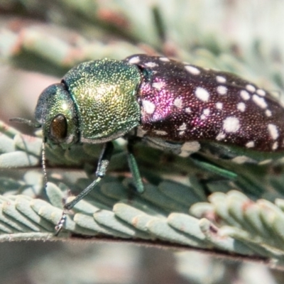 Diphucrania leucosticta (White-flecked acacia jewel beetle) at Lower Molonglo - 22 Jan 2020 by SWishart