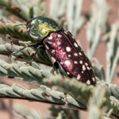 Diphucrania leucosticta at Stromlo, ACT - 22 Jan 2020