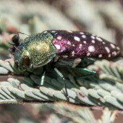 Diphucrania leucosticta at Stromlo, ACT - 22 Jan 2020 11:18 AM