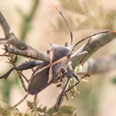 Mictis profana (Crusader Bug) at Lower Molonglo - 22 Jan 2020 by SWishart