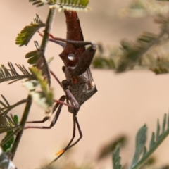 Mictis profana at Stromlo, ACT - 22 Jan 2020 11:25 AM