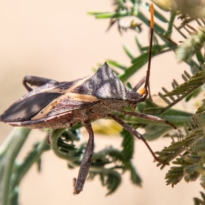 Mictis profana at Stromlo, ACT - 22 Jan 2020 11:25 AM