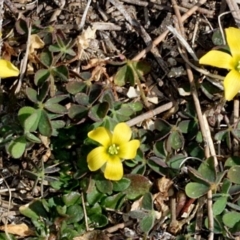 Oxalis sp. (Wood Sorrel) at Woodstock Nature Reserve - 22 Aug 2019 by PeteWoodall