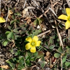 Oxalis sp. (Wood Sorrel) at Stromlo, ACT - 22 Aug 2019 by PeteWoodall