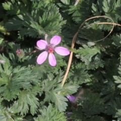 Erodium sp. (A Storksbill) at Stromlo, ACT - 22 Aug 2019 by PeteWoodall