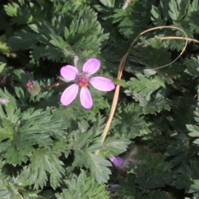 Erodium sp. (A Storksbill) at Stromlo, ACT - 22 Aug 2019 by PeteWoodall