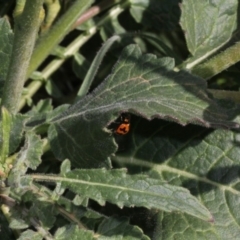 Hirschfeldia incana at Stromlo, ACT - 22 Aug 2019 12:04 PM