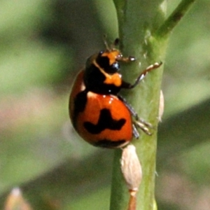 Coccinella transversalis at Stromlo, ACT - 22 Aug 2019 12:04 PM