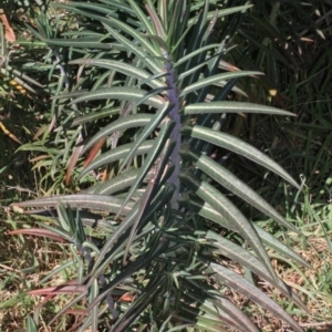Euphorbia lathyris at Stromlo, ACT - 22 Aug 2019