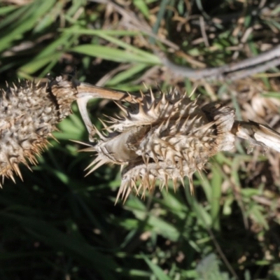 Datura stramonium (Common Thornapple) at Stromlo, ACT - 22 Aug 2019 by PeteWoodall