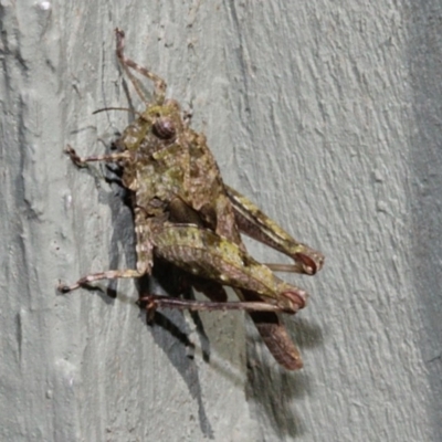 Paratettix australis (A pygmy grasshopper) at Jerrabomberra Wetlands - 22 Aug 2019 by PeteWoodall