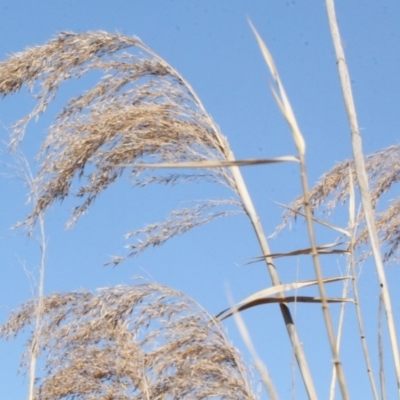 Phragmites australis (Common Reed) at Jerrabomberra Wetlands - 22 Aug 2019 by PeteWoodall