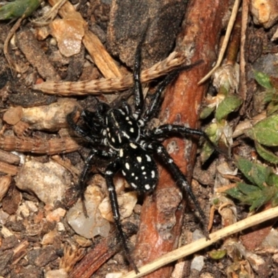 Nyssus albopunctatus (White-spotted swift spider) at Fyshwick, ACT - 22 Aug 2019 by PeteWoodall