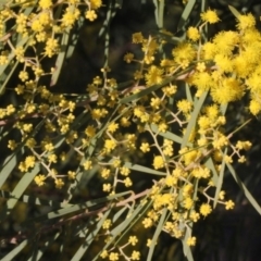 Acacia sp. (A Wattle) at Woodstock Nature Reserve - 22 Aug 2019 by PeteWoodall