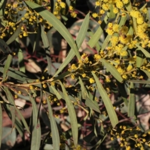 Acacia rubida at Dunlop, ACT - 22 Aug 2019 04:11 PM