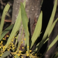 Acacia rubida at Dunlop, ACT - 22 Aug 2019 04:11 PM