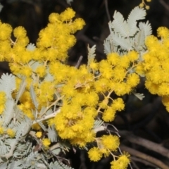 Acacia baileyana (Cootamundra Wattle, Golden Mimosa) at Dunlop, ACT - 22 Aug 2019 by PeteWoodall