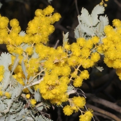 Acacia baileyana (Cootamundra Wattle, Golden Mimosa) at Woodstock Nature Reserve - 22 Aug 2019 by PeteWoodall