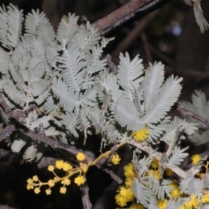 Acacia baileyana at Dunlop, ACT - 22 Aug 2019