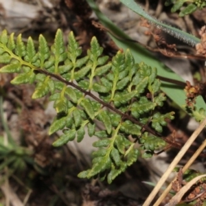 Cheilanthes sp. at Dunlop, ACT - 22 Aug 2019