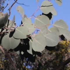 Eucalyptus polyanthemos (Red Box) at Dunlop, ACT - 22 Aug 2019 by PeteWoodall