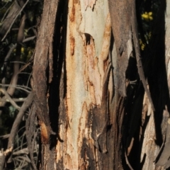 Eucalyptus polyanthemos at Dunlop, ACT - 22 Aug 2019