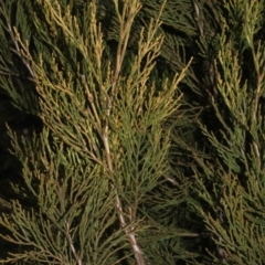 Callitris endlicheri (Black Cypress Pine) at Woodstock Nature Reserve - 22 Aug 2019 by PeteWoodall