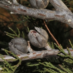 Callitris endlicheri at Dunlop, ACT - 22 Aug 2019 04:22 PM