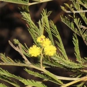 Acacia decurrens at Dunlop, ACT - 22 Aug 2019