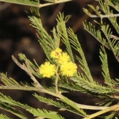 Acacia decurrens (Green Wattle) at Dunlop, ACT - 22 Aug 2019 by PeteWoodall