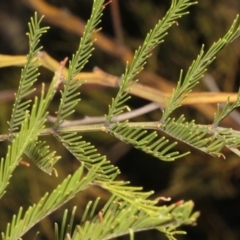 Acacia decurrens at Dunlop, ACT - 22 Aug 2019