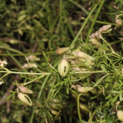 Clematis leptophylla (Small-leaf Clematis, Old Man's Beard) at Woodstock Nature Reserve - 22 Aug 2019 by PeteWoodall