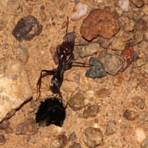 Iridomyrmex purpureus at Dunlop, ACT - 22 Aug 2019