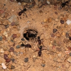 Iridomyrmex purpureus at Dunlop, ACT - 22 Aug 2019