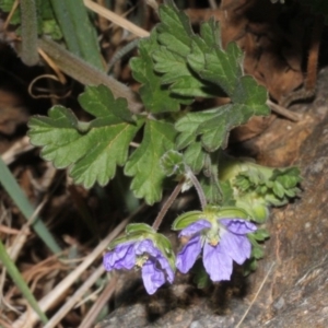 Erodium crinitum at Dunlop, ACT - 22 Aug 2019 04:38 PM