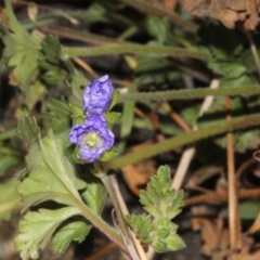 Erodium crinitum at Dunlop, ACT - 22 Aug 2019 04:38 PM