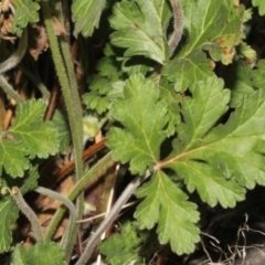 Erodium crinitum at Dunlop, ACT - 22 Aug 2019 04:38 PM