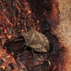 Poecilometis patruelis (Gum Tree Shield Bug) at Woodstock Nature Reserve - 22 Aug 2019 by PeteWoodall