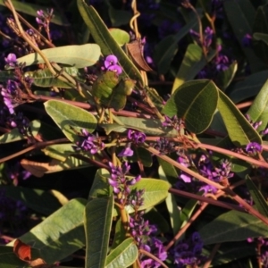 Hardenbergia violacea at Dunlop, ACT - 22 Aug 2019