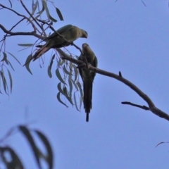 Polytelis swainsonii (Superb Parrot) at Federal Golf Course - 22 Jan 2020 by JackyF