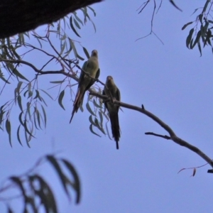 Polytelis swainsonii at Red Hill, ACT - 22 Jan 2020