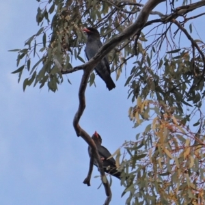 Eurystomus orientalis at Hughes, ACT - 22 Jan 2020