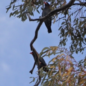 Eurystomus orientalis at Hughes, ACT - 22 Jan 2020