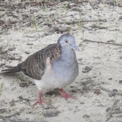 Geopelia humeralis (Bar-shouldered Dove) at Wingecarribee Local Government Area - 23 Jan 2020 by GlossyGal