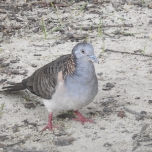 Geopelia humeralis at Burradoo, NSW - suppressed